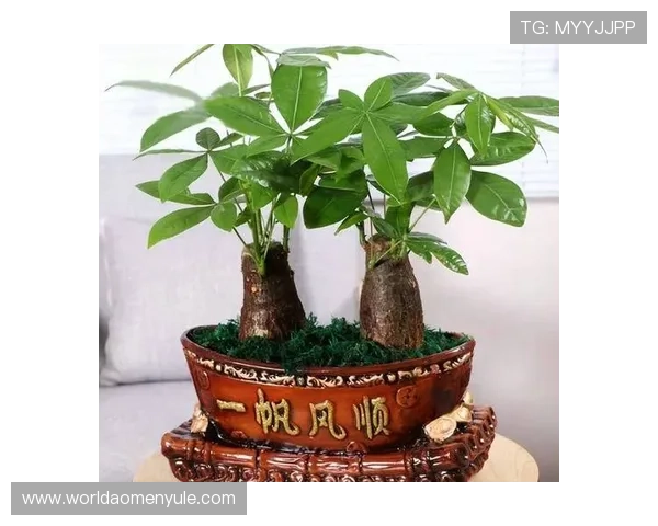 澳门永利赌场发财树的养护技巧与种植指南，助你打造繁荣的财运绿植
